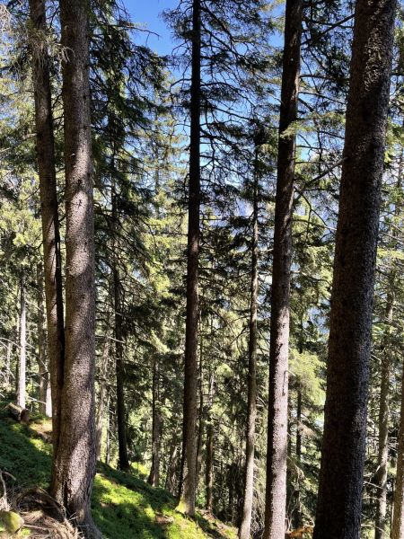 Impressionen von der Wanderung wp-content/uploads/2023/06/IMG_2426.jpeg