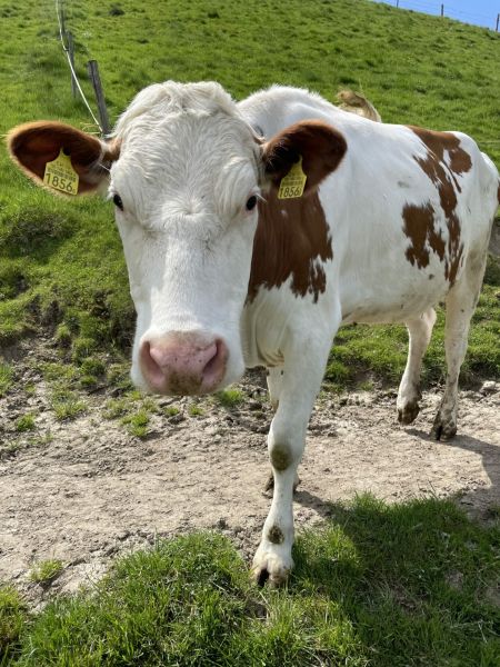 Impressionen von der Wanderung wp-content/uploads/2022/05/IMG_4426-scaled.jpeg