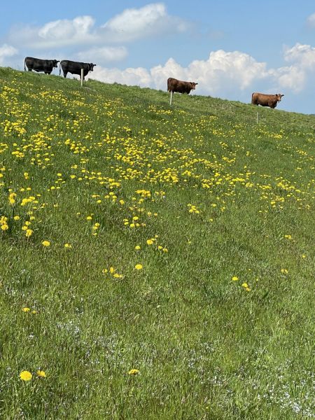 Impressionen von der Wanderung wp-content/uploads/2022/05/IMG_4414-scaled.jpeg