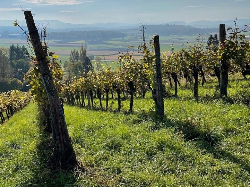 Durchs Zürcher Weinland bis zum Rheinfall