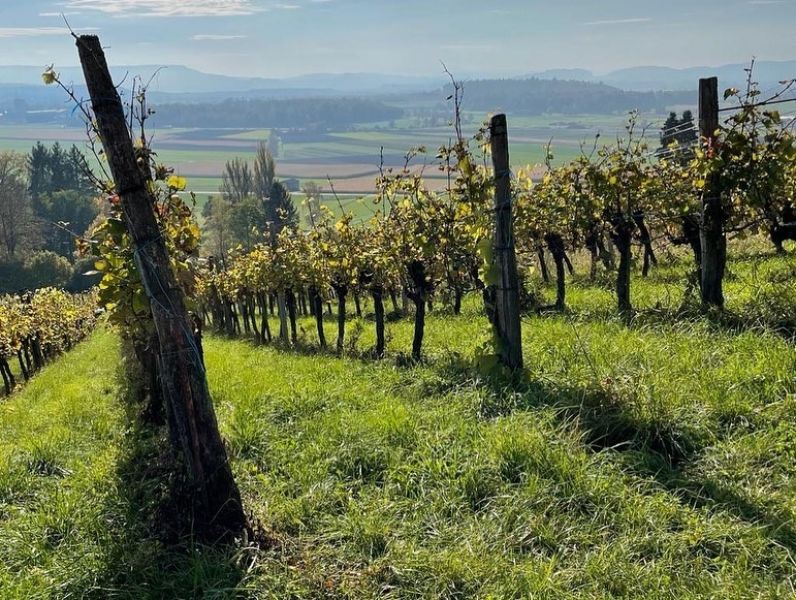 Bild von der Wandertour Durchs Zürcher Weinland bis zum Rheinfall