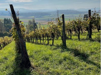 Durchs Zürcher Weinland bis zum Rheinfall