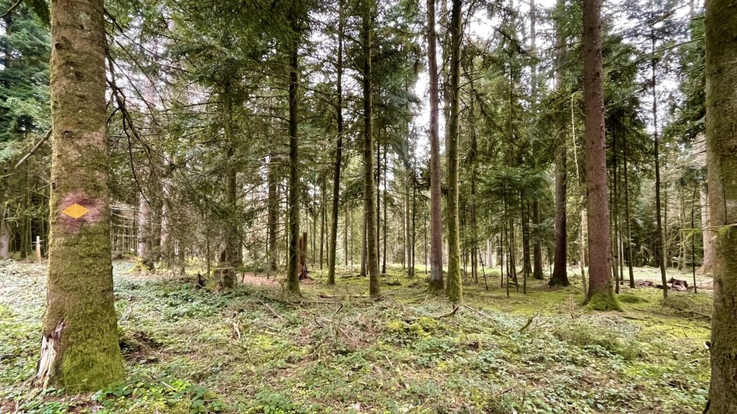 Impressionen von der Wanderung wp-content/uploads/2024/03/IMG_9838.jpeg