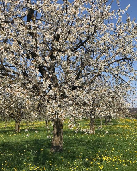 Bild von der Wandertour Basel-Landschaft: Mit viel Charme!