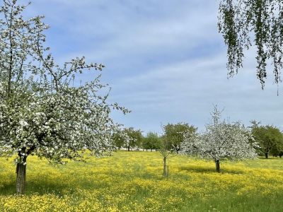 Vom Lärm zur Blütenpracht