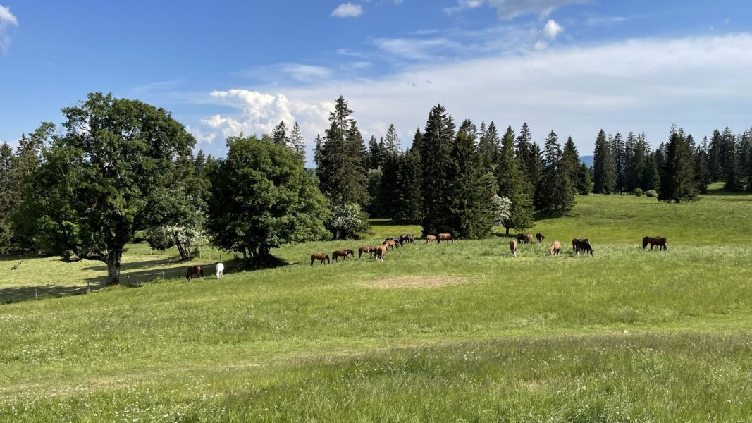 Impressionen von der Wanderung wp-content/uploads/2023/06/IMG_1748.jpeg