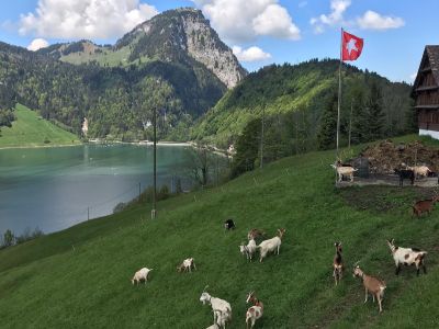 Idyllische Berglandschaft. Quasi vor den Toren Zürichs!