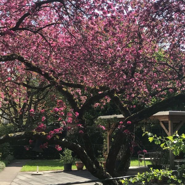 Bild von der Wandertour Das Leimental und seine Kirschblüten. Und mit einem Bein immer wieder in Frankreich!