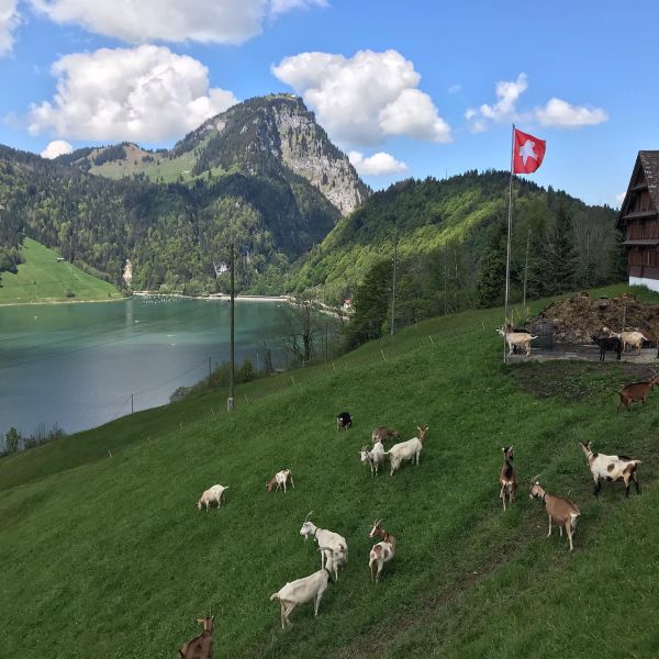 Bild von der Wandertour Idyllische Berglandschaft. Quasi vor den Toren Zürichs!