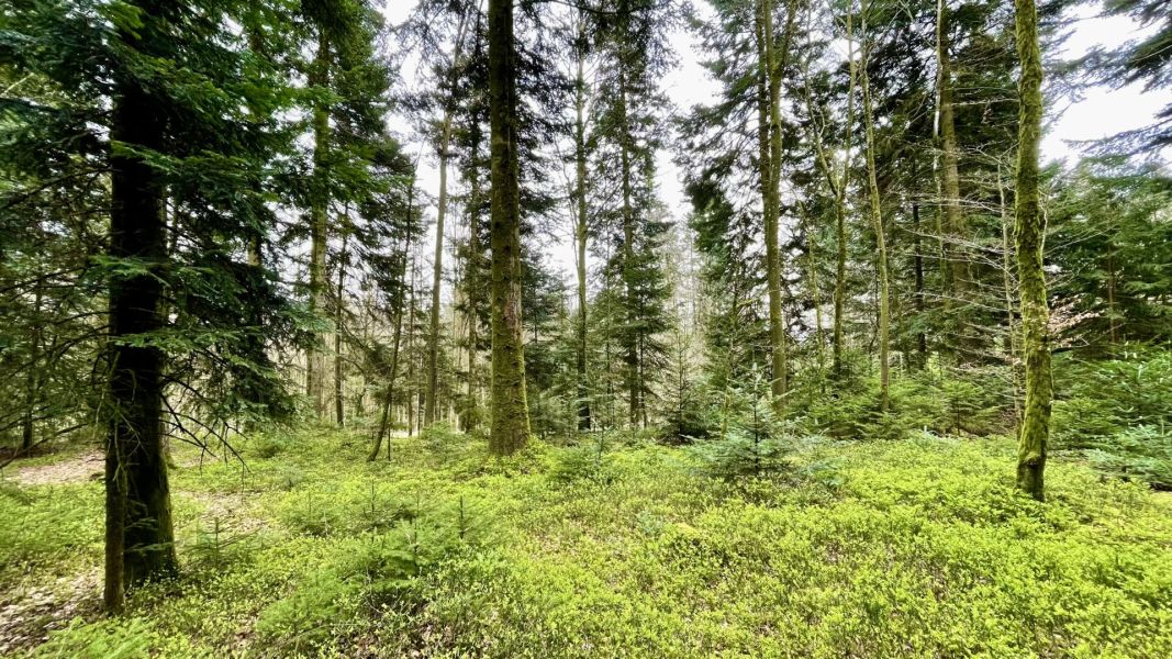 Impressionen von der Wanderung wp-content/uploads/2024/03/IMG_9834.jpeg