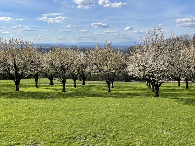 Von Kirschbaum zu Kirschbaum. Und viel Bärlauch dazwischen