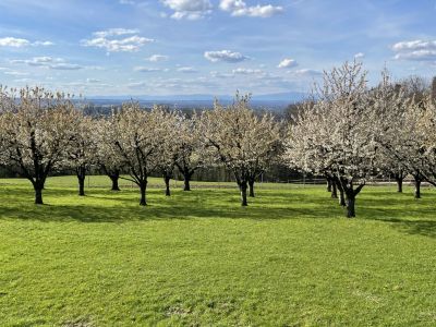 Von Kirschbaum zu Kirschbaum. Und viel Bärlauch dazwischen