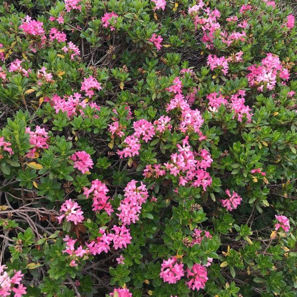 Impressionen von der Wanderung wp-content/uploads/2022/01/67792900_10217274048437648_7048350832374317056_n.jpg