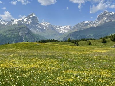 Alp Flix – Farbenmeer auf 2’000 Metern