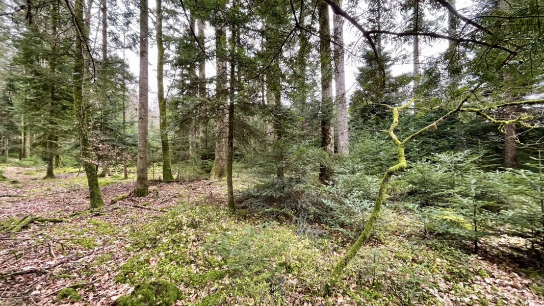 Impressionen von der Wanderung wp-content/uploads/2024/03/IMG_9836.jpeg